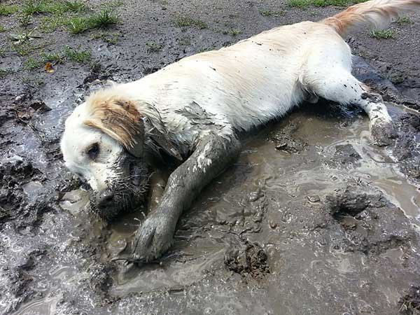 Dog laying down in the mud cause he wants to play