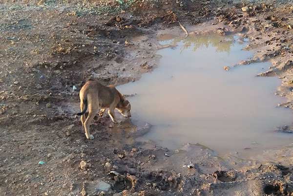 dog tasting the water from the mud