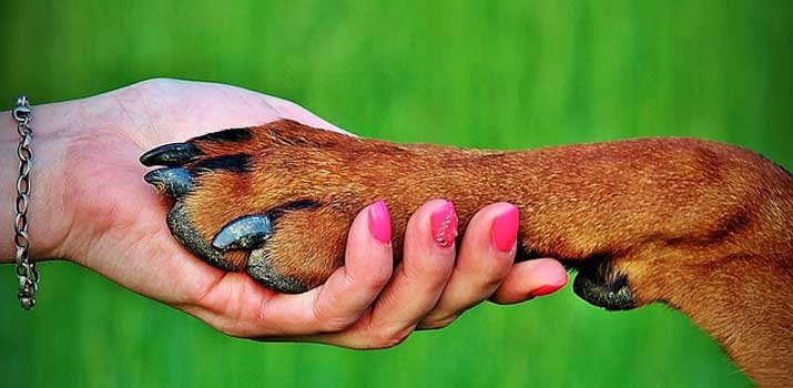 Dog wound can be treated with liquid bandage