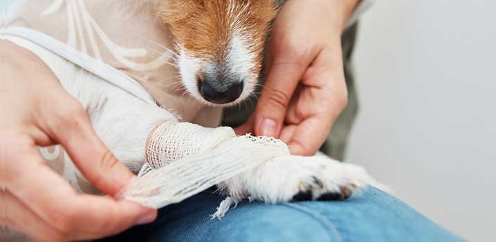 Using Natural Antiseptic to Treat a Dog Wound
